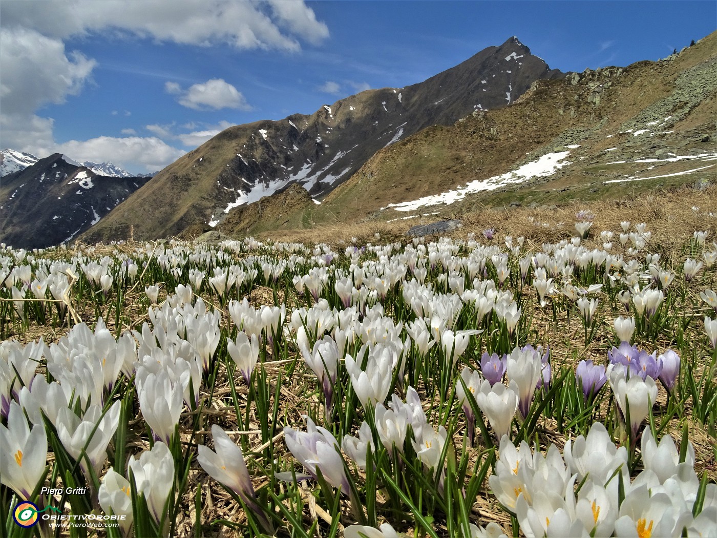 46 Distese di Crocus vernus con vista verso il Monte Fioraro.JPG